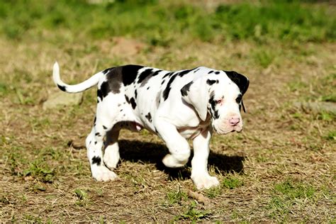 Grest dane puppies - Great Danes are gentle, devoted, and wonderful with children, but should be supervised with little ones because of their large size. Great Danes should be well trained as puppies. Great Danes can live in an apartment with enough daily exercise but do best with a large yard.